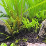 立ち上げから20日目　コケの発生がおさまる